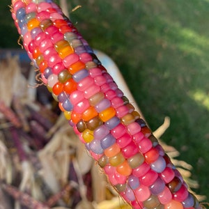 Glass Gem Cherokee Indian Corn 20 Seed Pack  The Most Beautiful Corn in the World