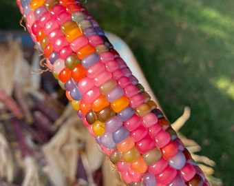 Glass Gem Cherokee Indian Corn 20 Seed Pack  The Most Beautiful Corn in the World