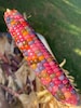 Glass Gem Cherokee Indian Corn 20 Seed Pack  The Most Beautiful Corn in the World 