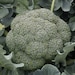 see more listings in the Broccoli - Cauliflower section