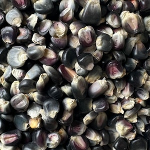 May include: A close-up view of a pile of blue corn kernels. The kernels are a deep blue color with some white markings. They are arranged in a random pattern.