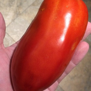 San Marzano Redorta Heirloom Tomato Premium Seed Packet image 1