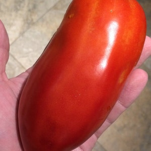 Puede incluir: Un tomate grande, rojo brillante con una piel lisa y brillante. El tomate es ligeramente alargado y tiene un extremo puntiagudo.