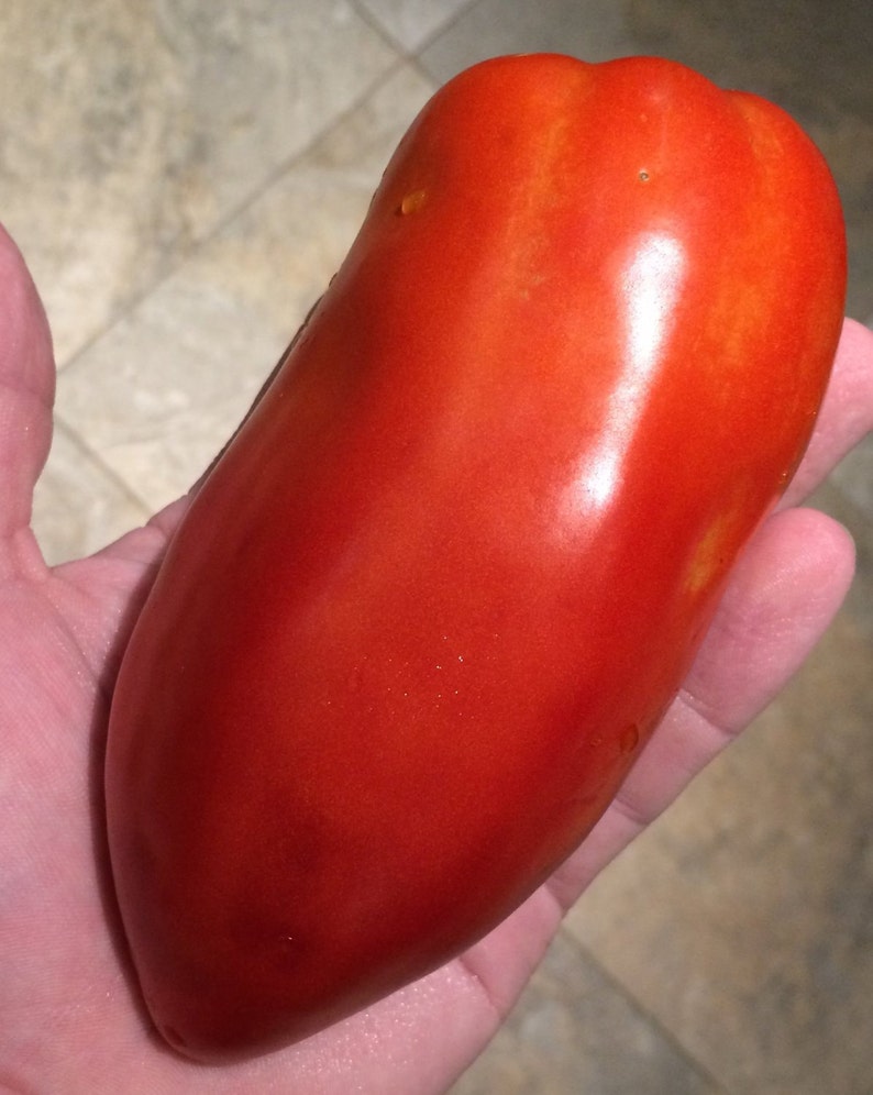 San Marzano Redorta Heirloom Tomato Premium Seed Packet image 1