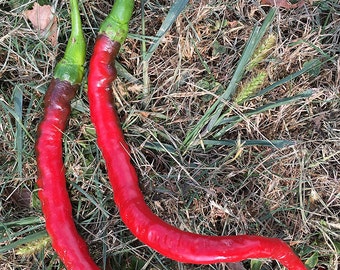May include: Two long, red chili peppers with green stems lie on a bed of dry grass.