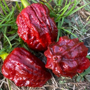 May include: Three red chilli peppers with a wrinkled, bumpy texture. The peppers are a deep red colour and have a glossy finish.