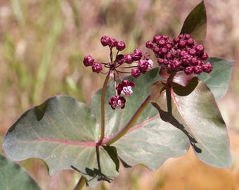 Hartblad paarse kroontjeskruid vlinder Asclepias cordifolia Premium zaadpakket Monarch