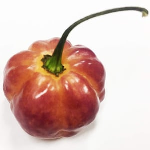 Sunset Peach CGN 21500 Hot Pepper Premium Seed Packet + More