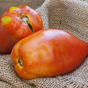 San Marzano Redorta Heirloom Tomato Premium Seed Packet image 3