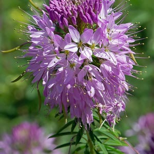 Puede incluir: Primer plano de una vibrante flor púrpura con delicados pétalos y largos y delgados estambres. La flor tiene una parte superior agrupada y una sección inferior en cascada, sobre un fondo verde borroso. Se ven las hojas verdes de la planta.