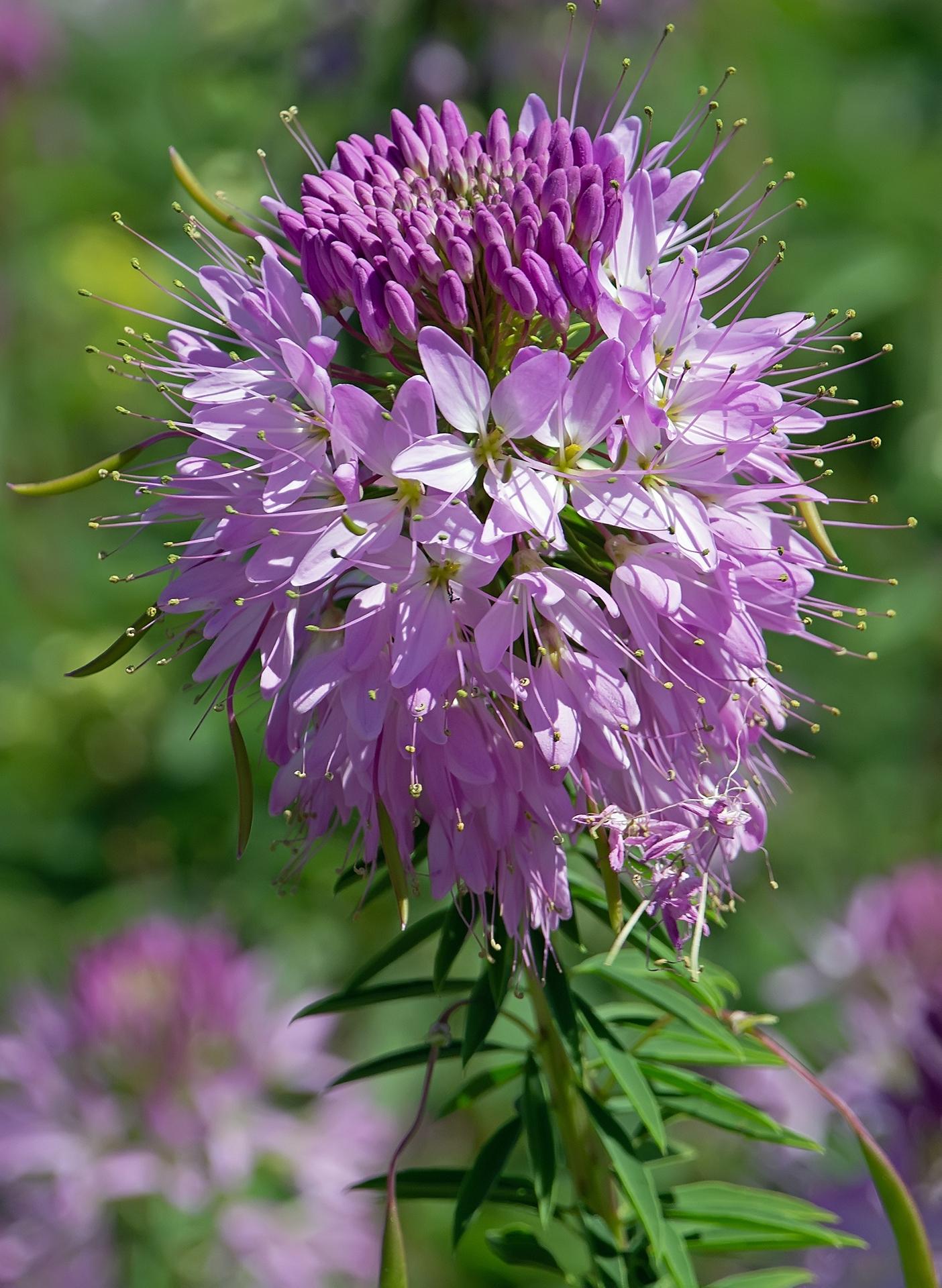 Rocky Mountain Bee Plant Cleome Cleomella Serrulata Native Seed