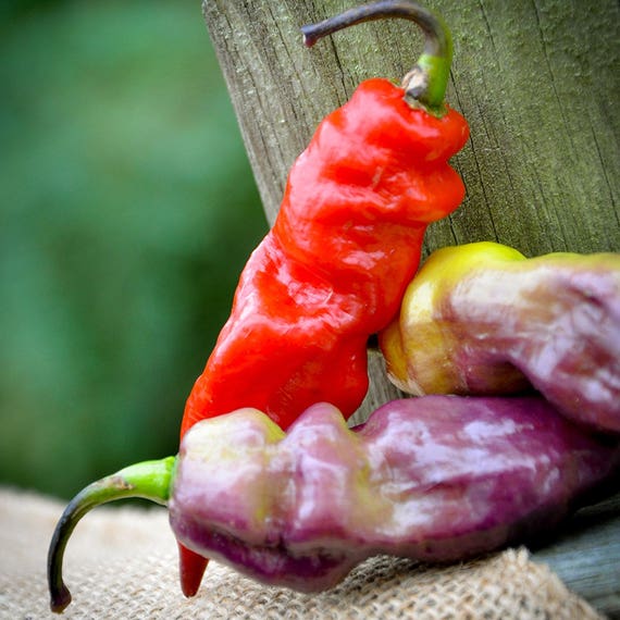 Yaki Blue Purple Ghost Pepper Hot Pepper Premium Seed Packet Etsy