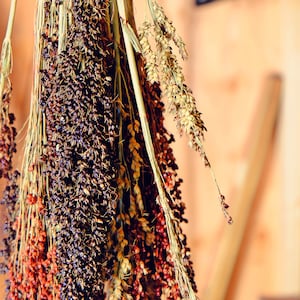 May include: A bunch of dried sorghum stalks with red, brown, and yellow seed heads hanging from a wooden surface.