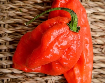 Mustard Green Trinidad Scorpion Hot Pepper Premium Seed Packet - Etsy