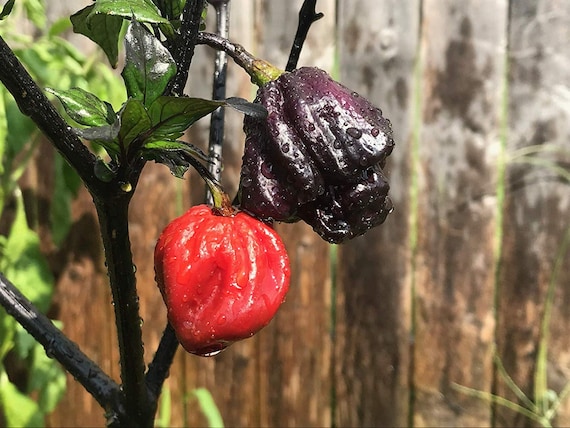 Purple Carolina Reaper HP22B Pepper Premium Seed Packet Record