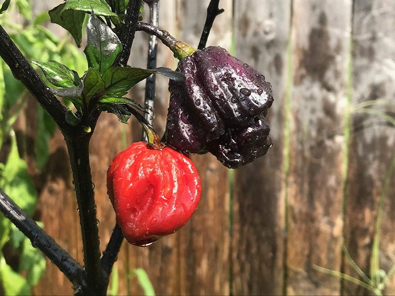 black reaper pepper