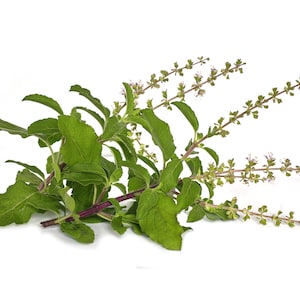 Holy Basil Tulsi Herbal Tea Ocimum tenuiflorum Premium Seed Packet