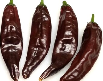 Chocolade Mirasol Hete Peper Premium Zaden Voor Opplant