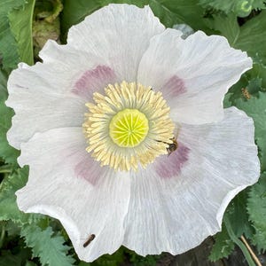 Riesige Weißmohnblume Papaver Somniferum Premium Samenpackung