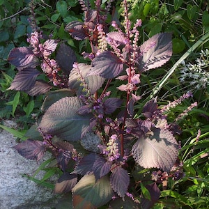 Red Shiso Japanese Perilla Leaf frutescens var crispa Premium Seed Packet