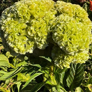 May include: A close-up of a green cockscomb flower with a feathery texture. The flower is in bloom and has a bright green color.