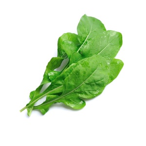 ARUGULA ROQUETTE SEEDS – Country Creek LLC