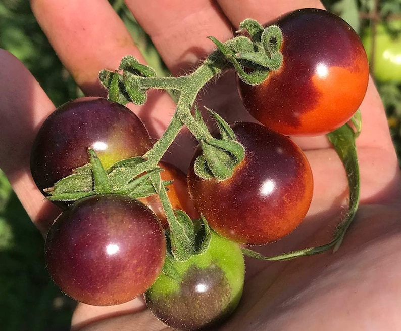 Sherwoods Seeds Blue Berries Cherry Heirloom Tomato Seed