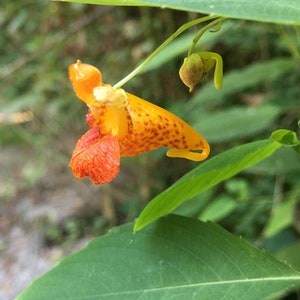 LIVE PLANT Spotted Jewelweed Touch Me Not Impatiens capensis 3" Pot
