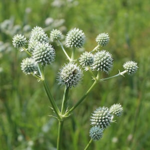 Pode incluir: Close-up de uma planta com múltiplas cabeças de flores esféricas e espinhosas de vários tamanhos. As flores são de cor verde pálido e estão presas a caules verdes finos. O fundo é um verde suave e desfocado, sugerindo um ambiente natural ao ar livre.