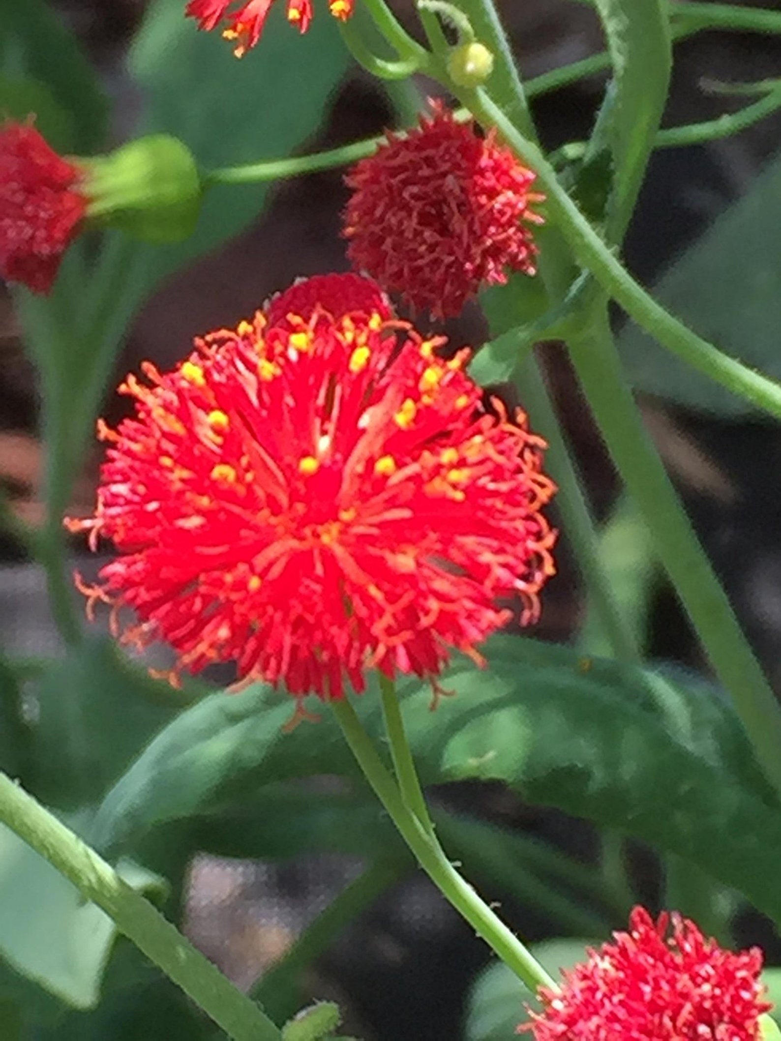 Red Tassel Flower Tasselflower Emilia Javanica Aster Premium Etsy