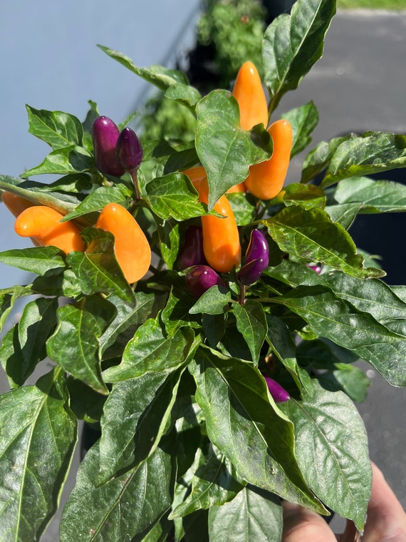 Mischief Night Ornamental Bonsai Chile Bonchi Pepper Premium Seed Packet -  Etsy Canada