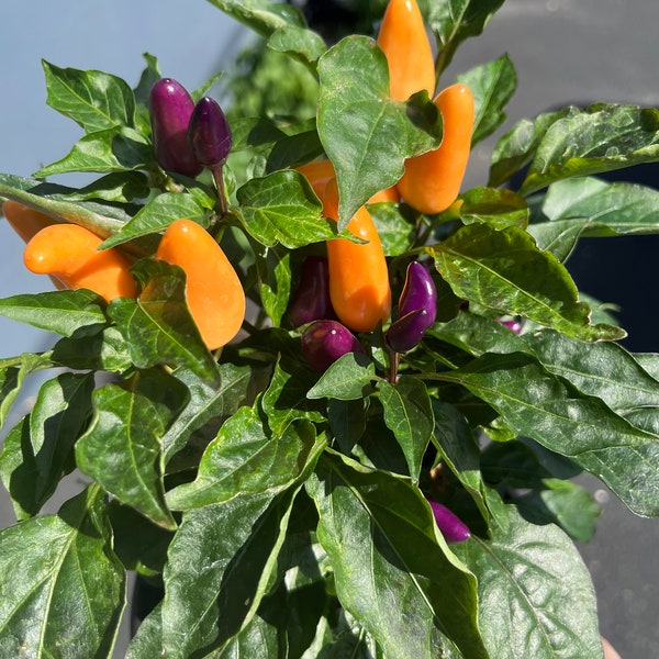 Mischief Night Ornamental Bonsai Chile Bonchi Pepper Premium Seed Packet