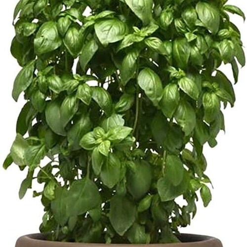 Everleaf Compact Container Basil Genovese Pesto Premium Seed Packet