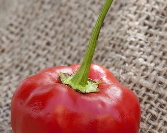 Malawi Piquante Pepperdew Heirloom Pepper Premium Seed Packet
