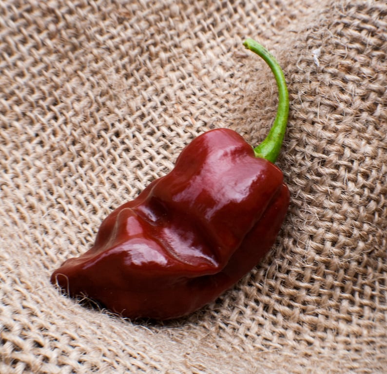 Jamaican Hot Chocolate Habanero Heirloom Pepper Premium Seed Etsy