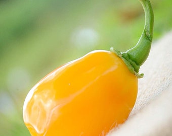 Aji Dulce Red Sweet Venezuelan National Pepper Taiwan | Ubuy