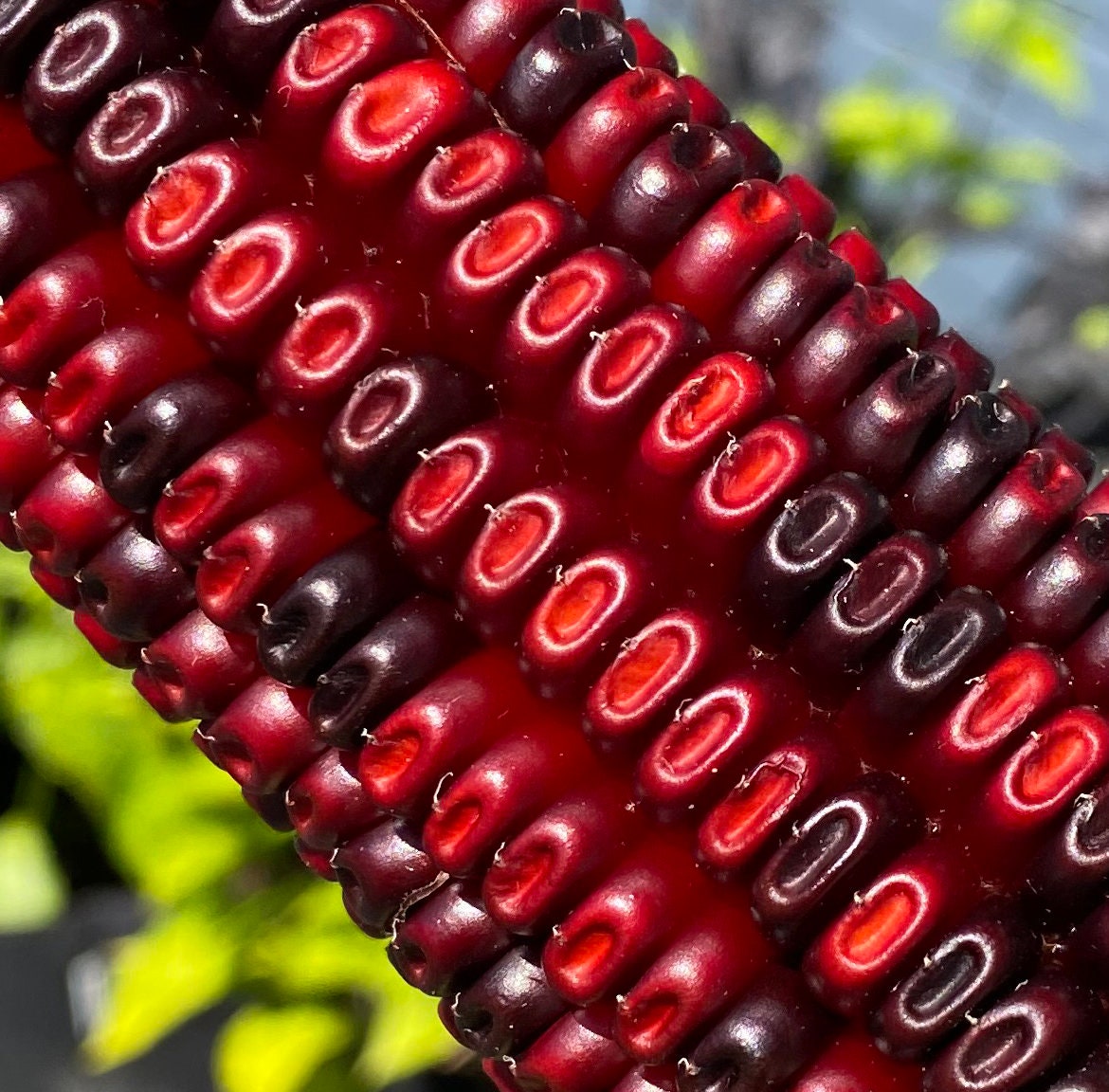 Jimmy red corn - Etsy 日本