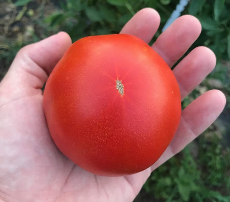 Rostova Sunset’s Red Horizon Tomato Premium Seed Packet - Etsy