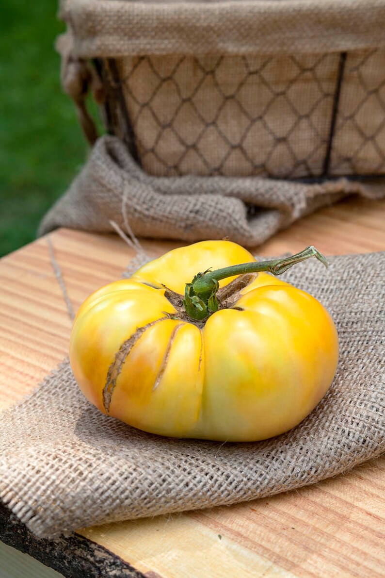 White Potato Leaf Heirloom Tomato Premium Seed Packet Etsy