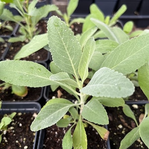 LIVE PLANT True White Sage Salvia apiana Smudge Smudging  3" Pot