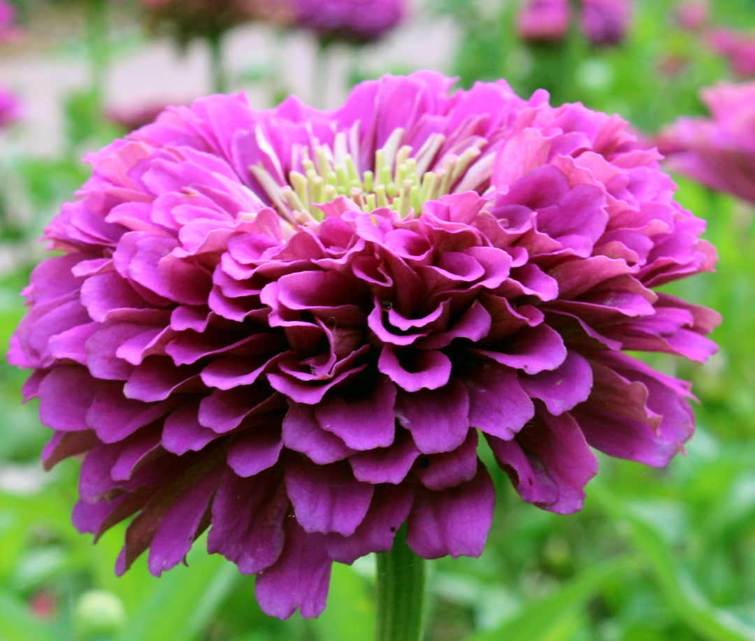 Bernary's Giant Purple Zinnia Bouquet Flower Premium Seed Packet