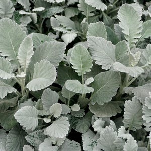 New Look Dusty Miller Senicio cineraria snittblomsfrön för plantering