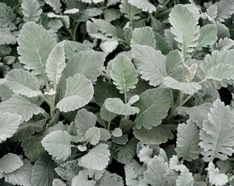 New Look Dusty Miller Senicio cineraria Schnittblumen Samentüte zum Bepflanzen