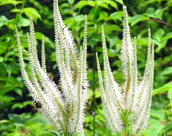Semillas premium de flores silvestres de pradera Veronicastrum virginicum de Culver's Root para plantar