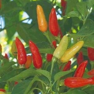 Tabasco cimelio peperoncino Premium semi Packet