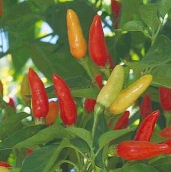Tabasco Heirloom Hot Pepper Premium Seed Packet Etsy