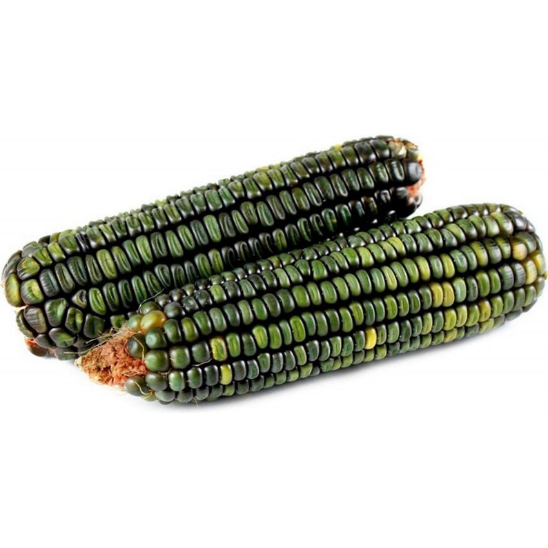 Oaxacan Green Corn Heirloom Mexican Grits Tamales Hominy Masa Etsy