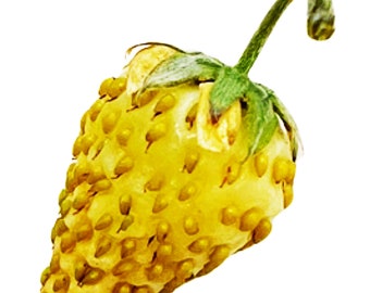 Ananas Crush Weiße Alpenerdbeere Fraise des Bois Premium Samen Paket