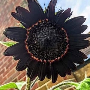 Black Beauty solros höst snittblommor premium fröpaket