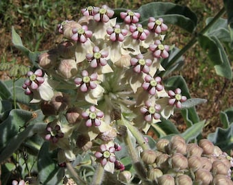 May include: A close-up of a cluster of white and pink flowers with green leaves. The flowers have five petals each and are arranged in a circular pattern. The flowers are in bloom and have a delicate appearance.